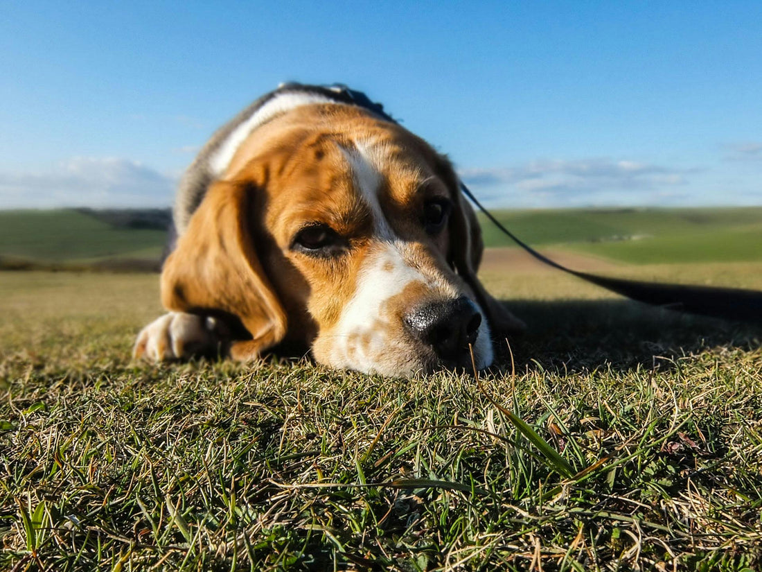 Het Verlies van een Trouwe Vriend: Hoe We Omgaan met Het Gemis van Onze Geliefde Hond?